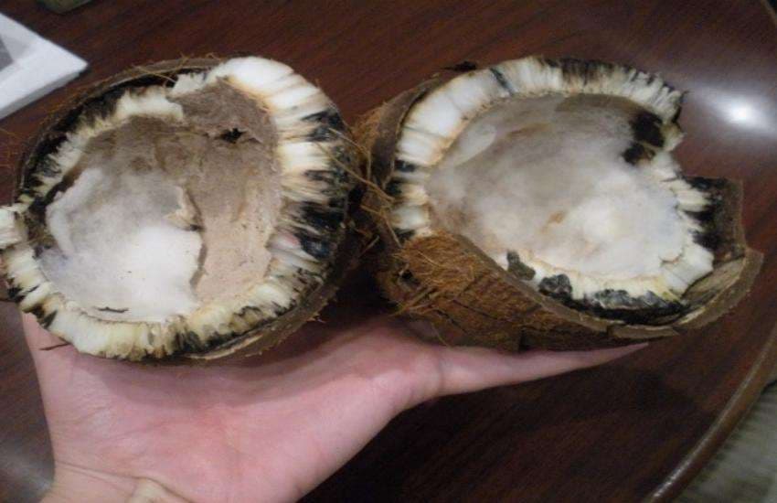 rotten coconut