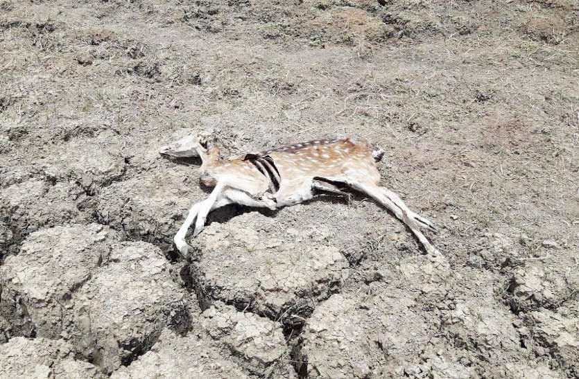 madhav national park animal death