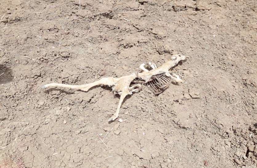 madhav national park animal death