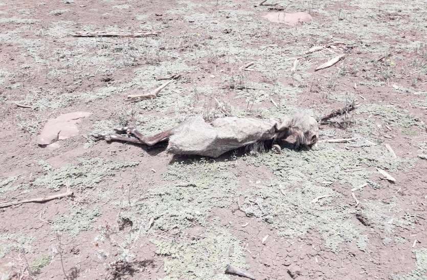 madhav national park animal death