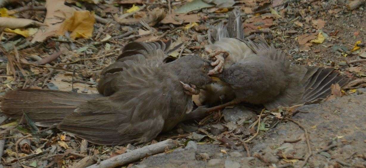 Fight between seven sisters birds in alwar