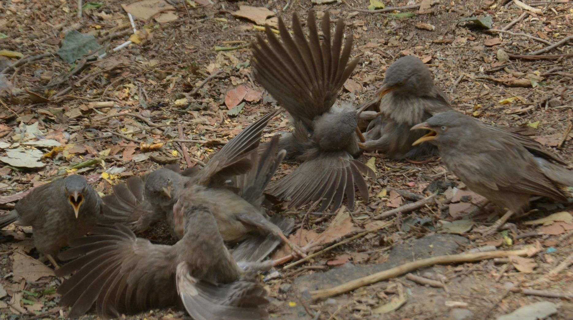 Fight between seven sisters birds in alwar