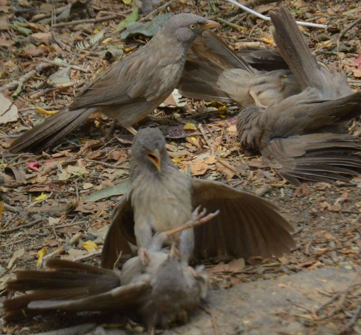 Fight between seven sisters birds in alwar