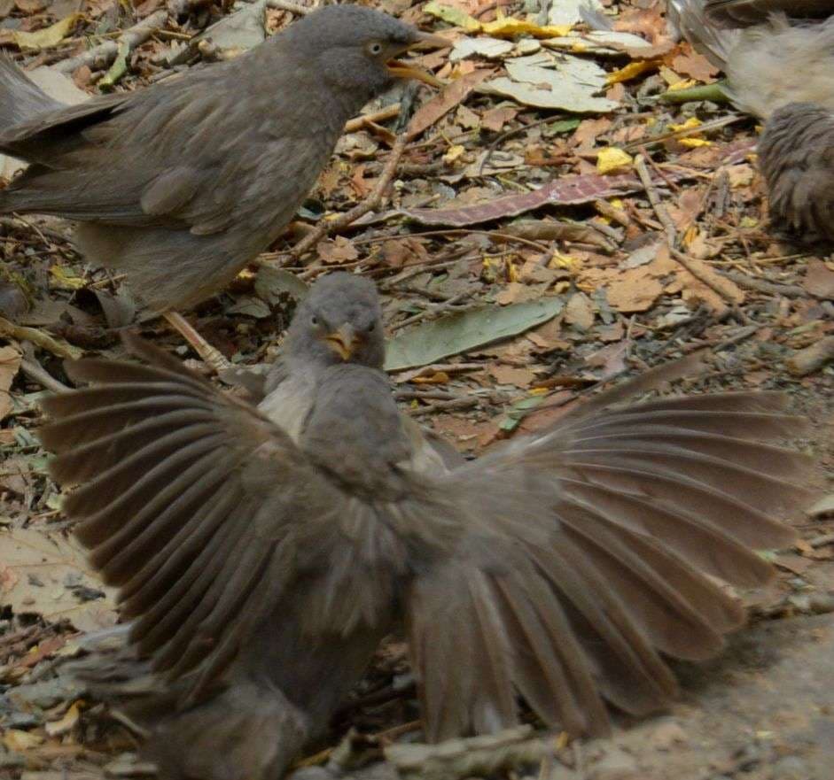 Fight between seven sisters birds in alwar