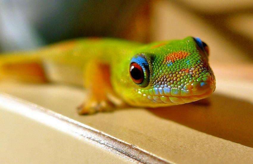 gecko lizard