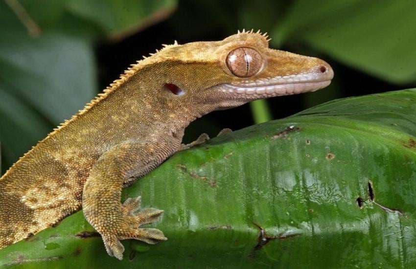 gecko lizard