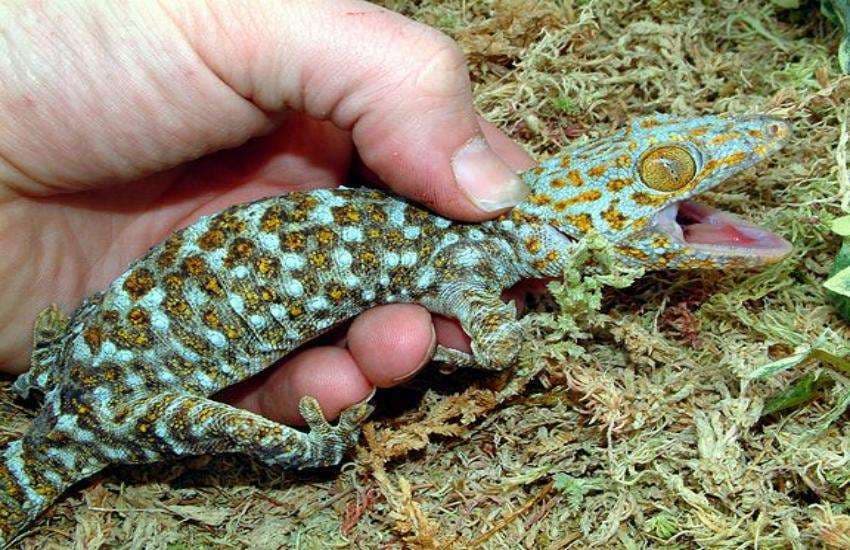 gecko lizard