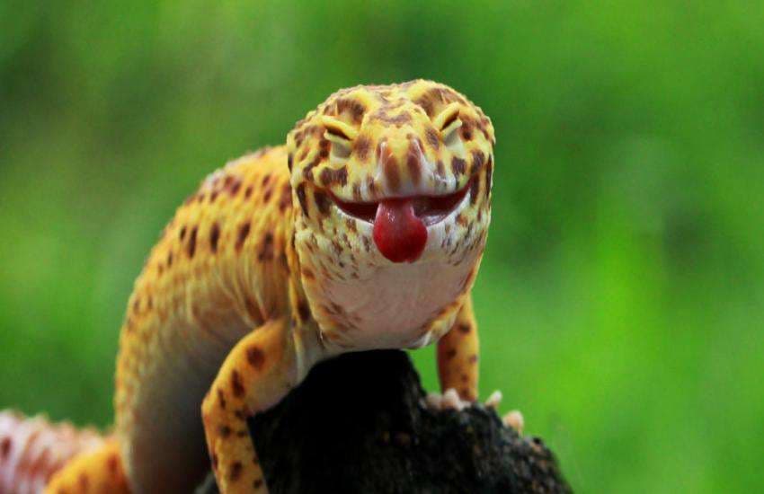 gecko lizard