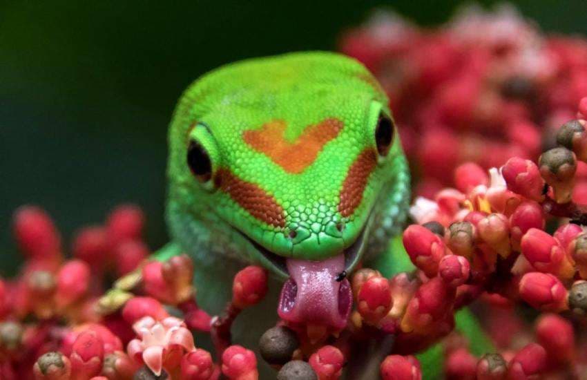 gecko lizard