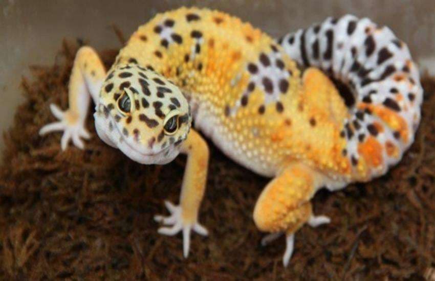 gecko lizard