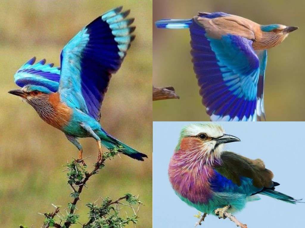 Beautiful pictures of Neelkanth bird