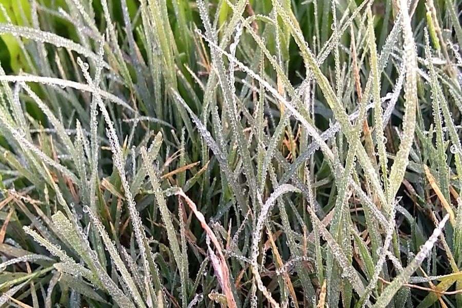 Frozen dew drops on leaves