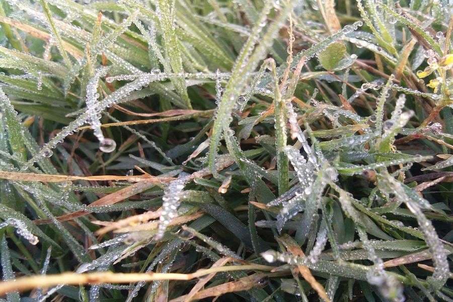 Frozen dew drops on leaves