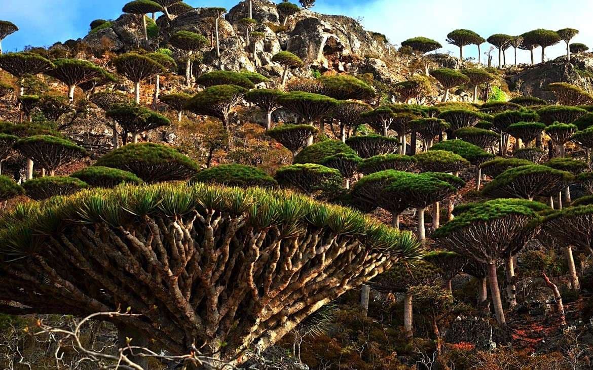 Socotra