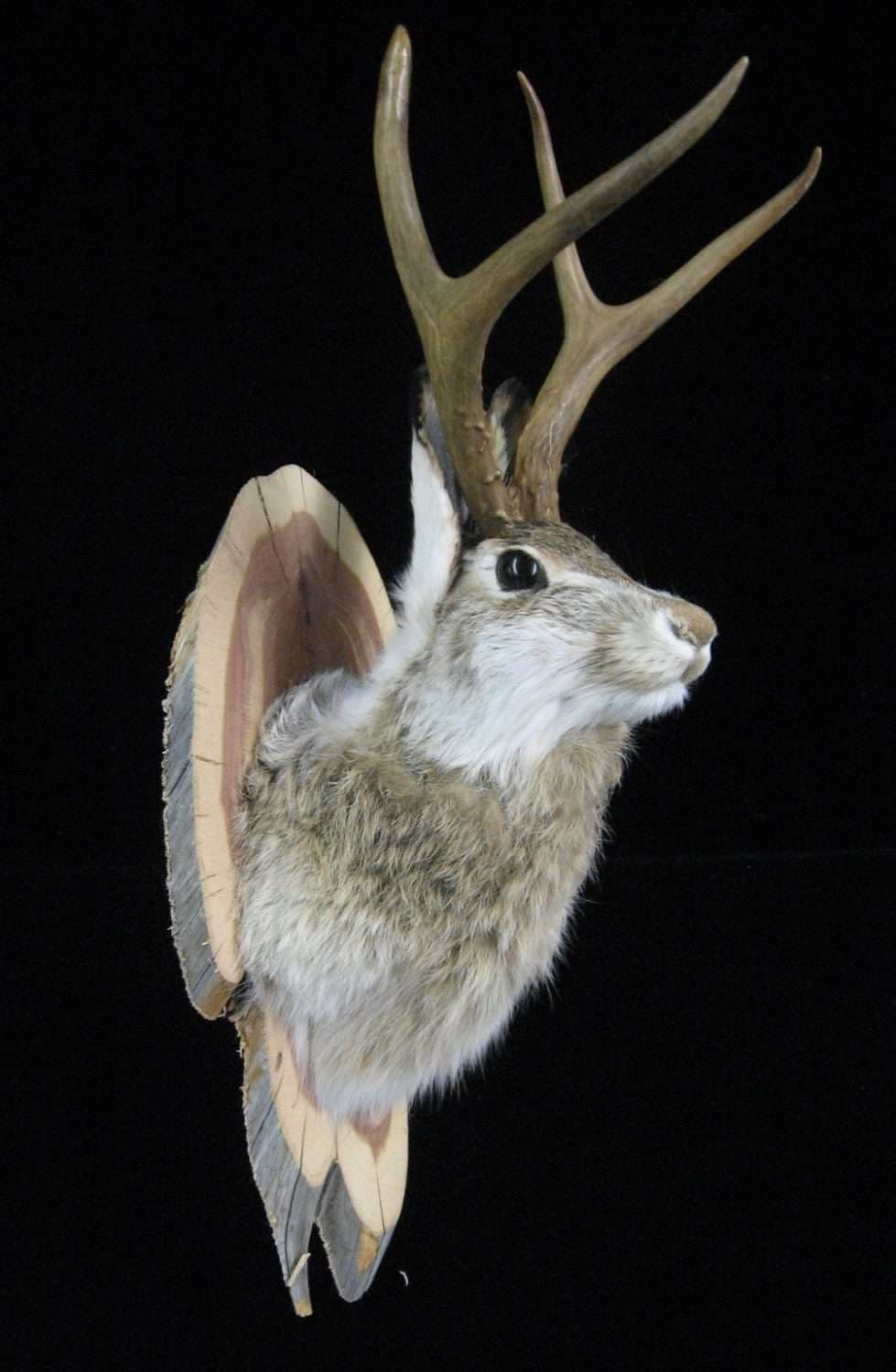 Jackalope