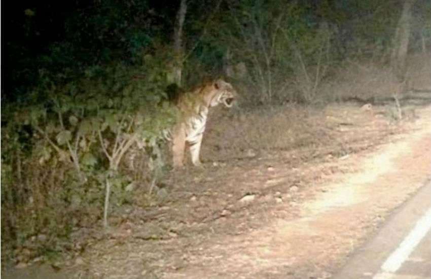 सड़क पर निकलते राहगीरों को देखता बाघ