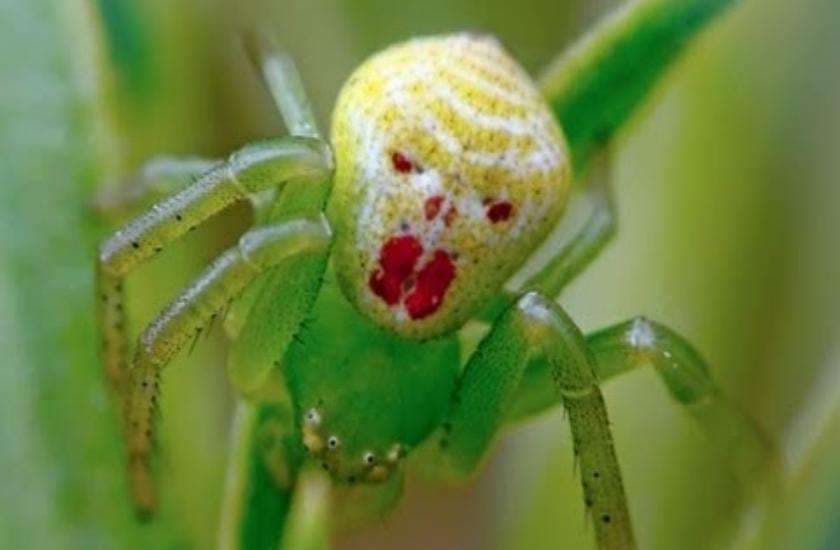 spider like human face