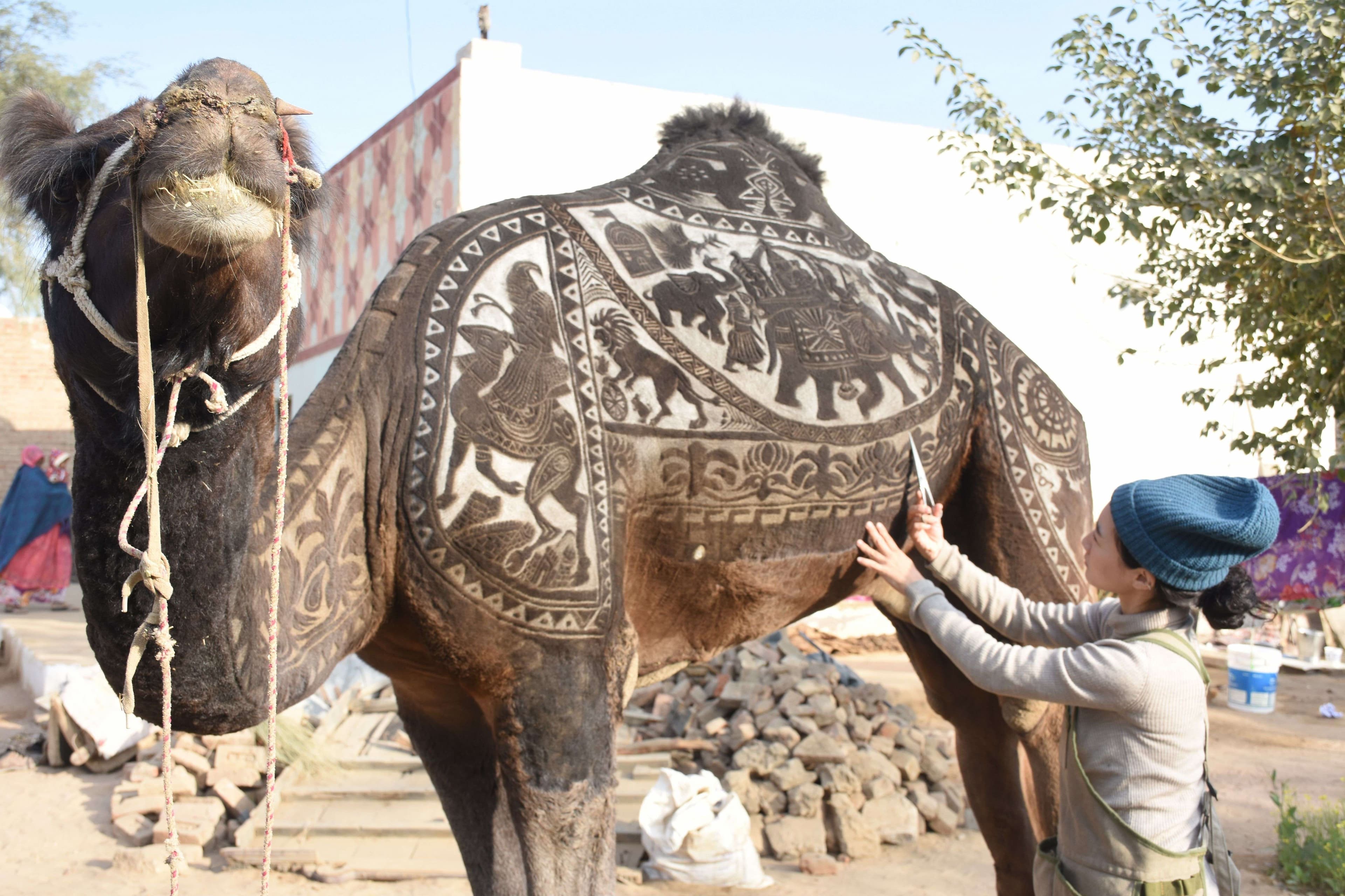 international camel festival 2019 in bikaner