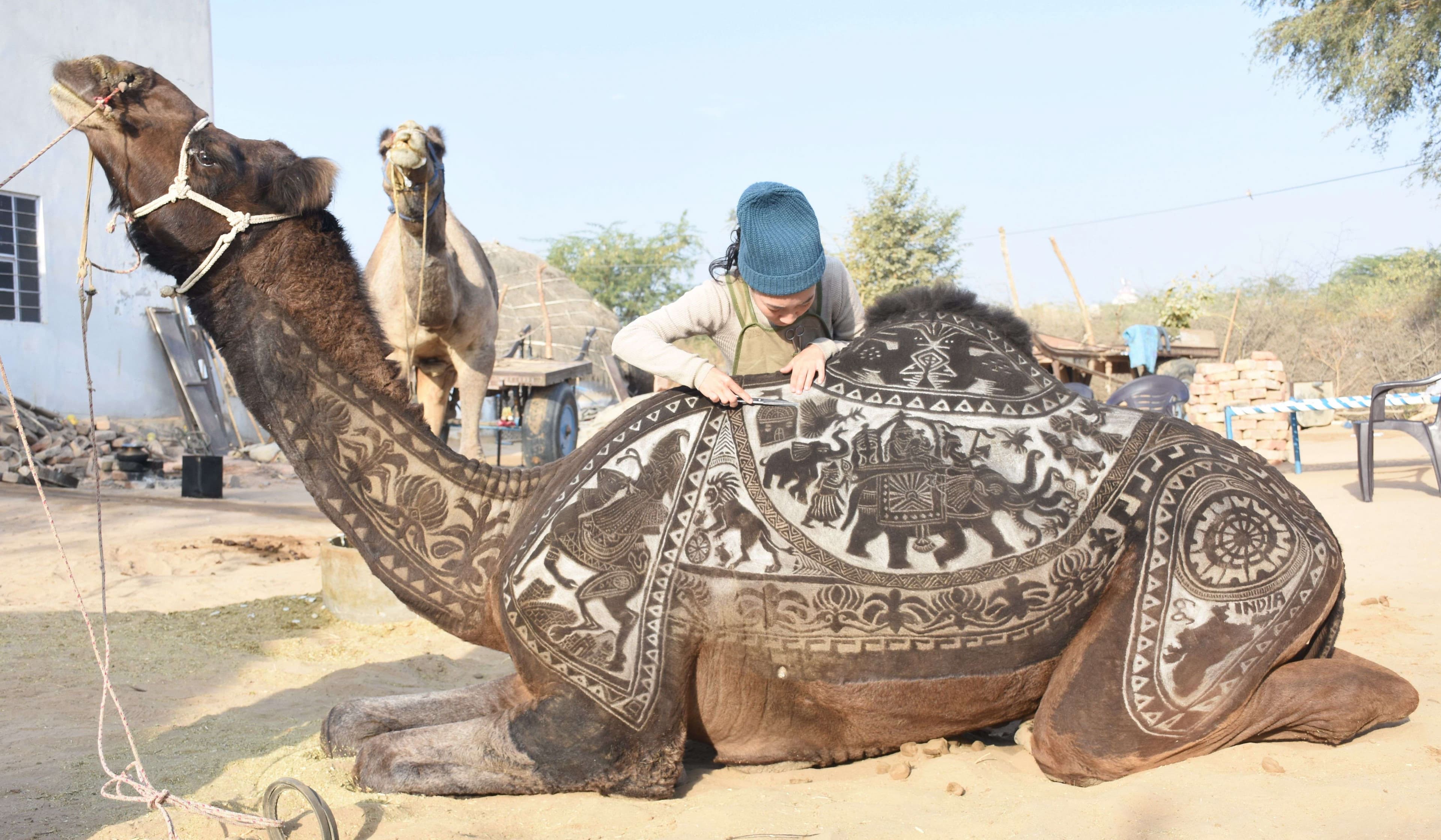 international camel festival 2019 in bikaner