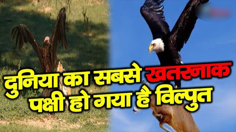 kyo vilupt ho rahe gidh pakshi indian vulture information in hindi