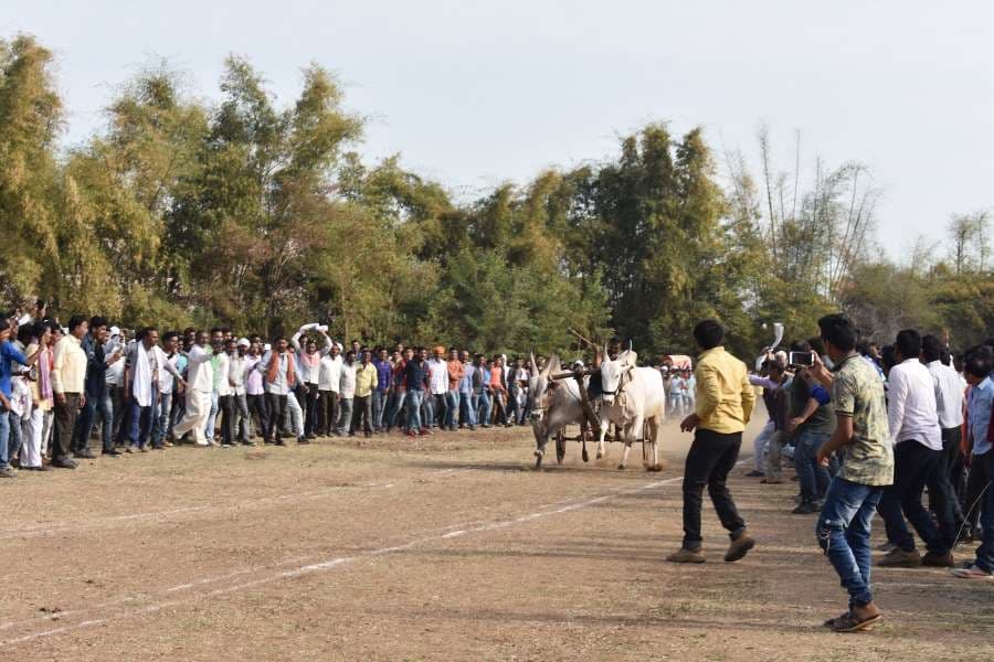 Bail gadi race in hoshangabad photo