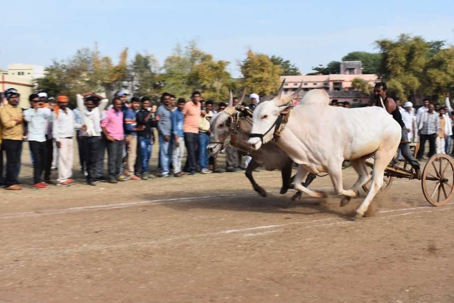 Bail gadi race in hoshangabad photo