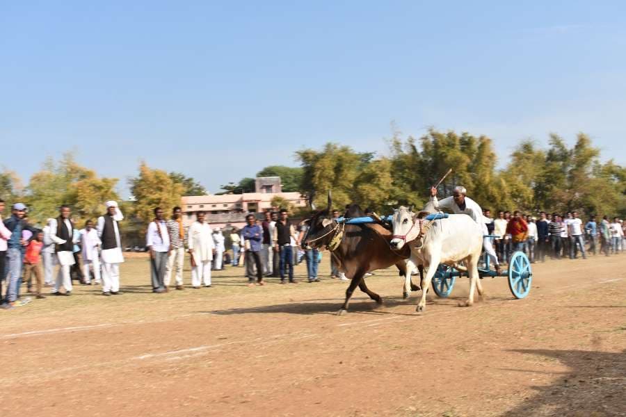 Bail gadi race in hoshangabad photo