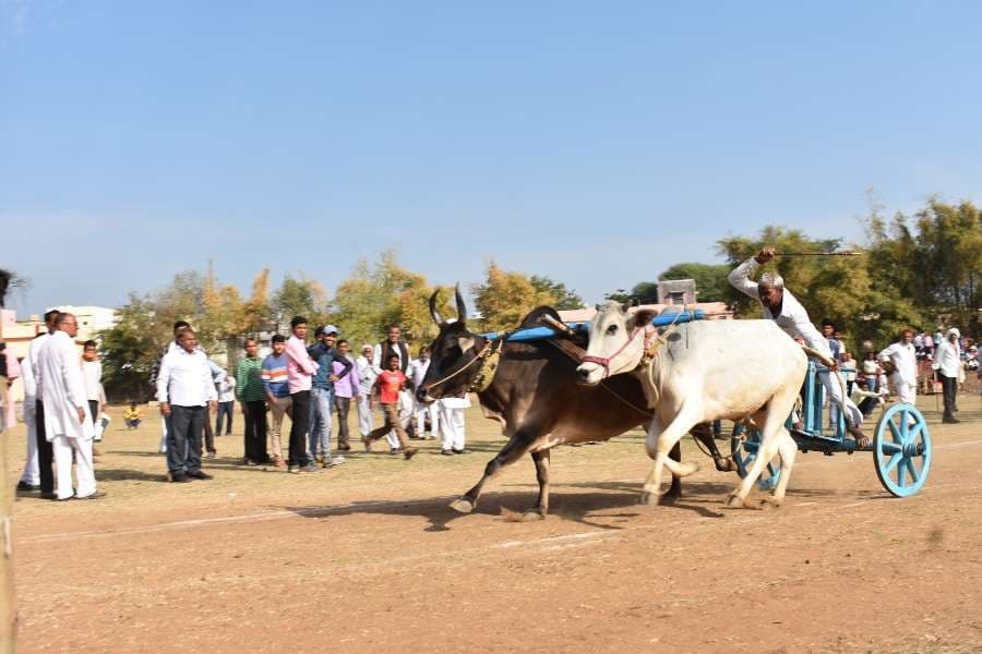 Bail gadi race in hoshangabad photo