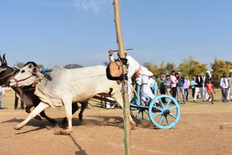 Bail gadi race in hoshangabad photo