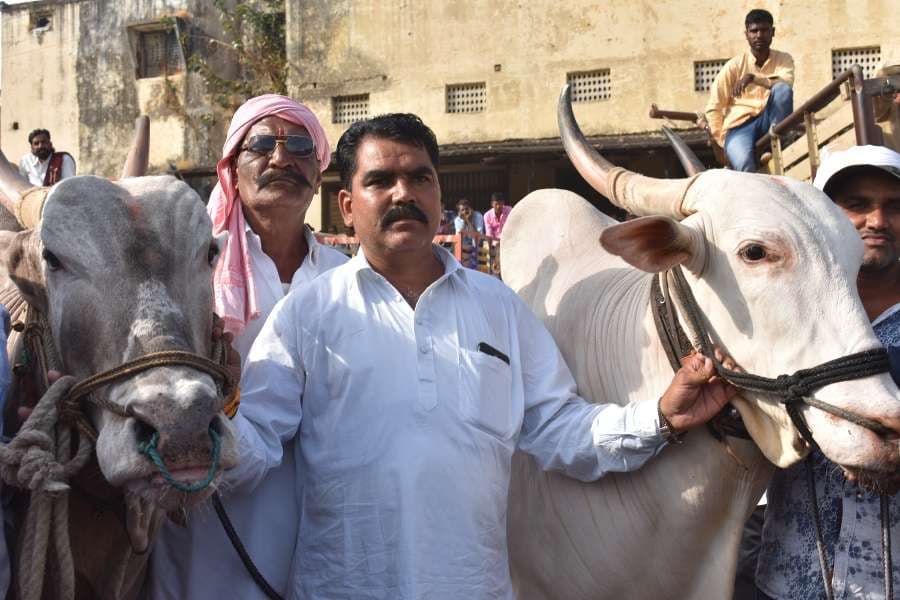 Bail gadi race in hoshangabad photo