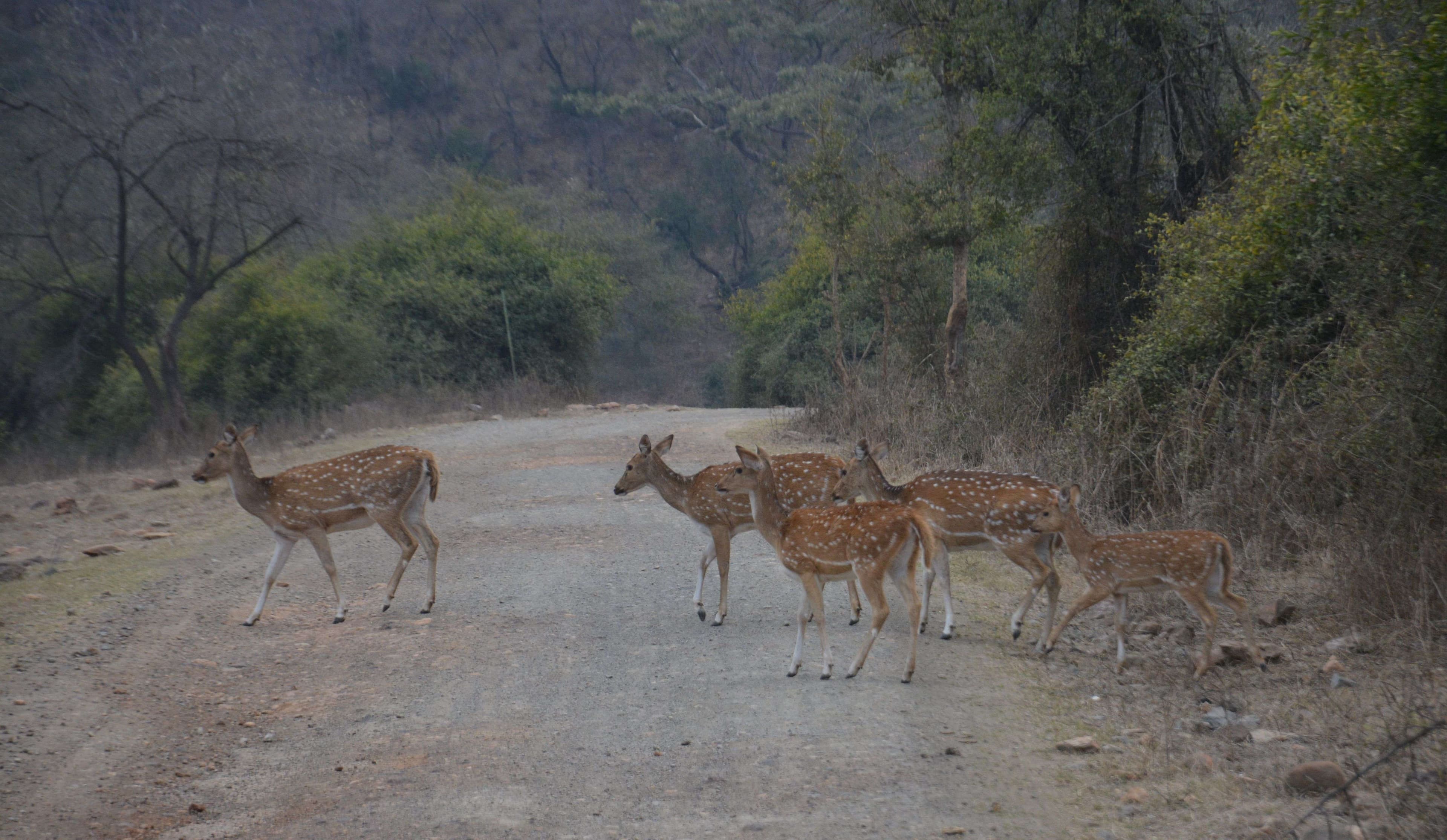 spotted deer in sariska century alwar