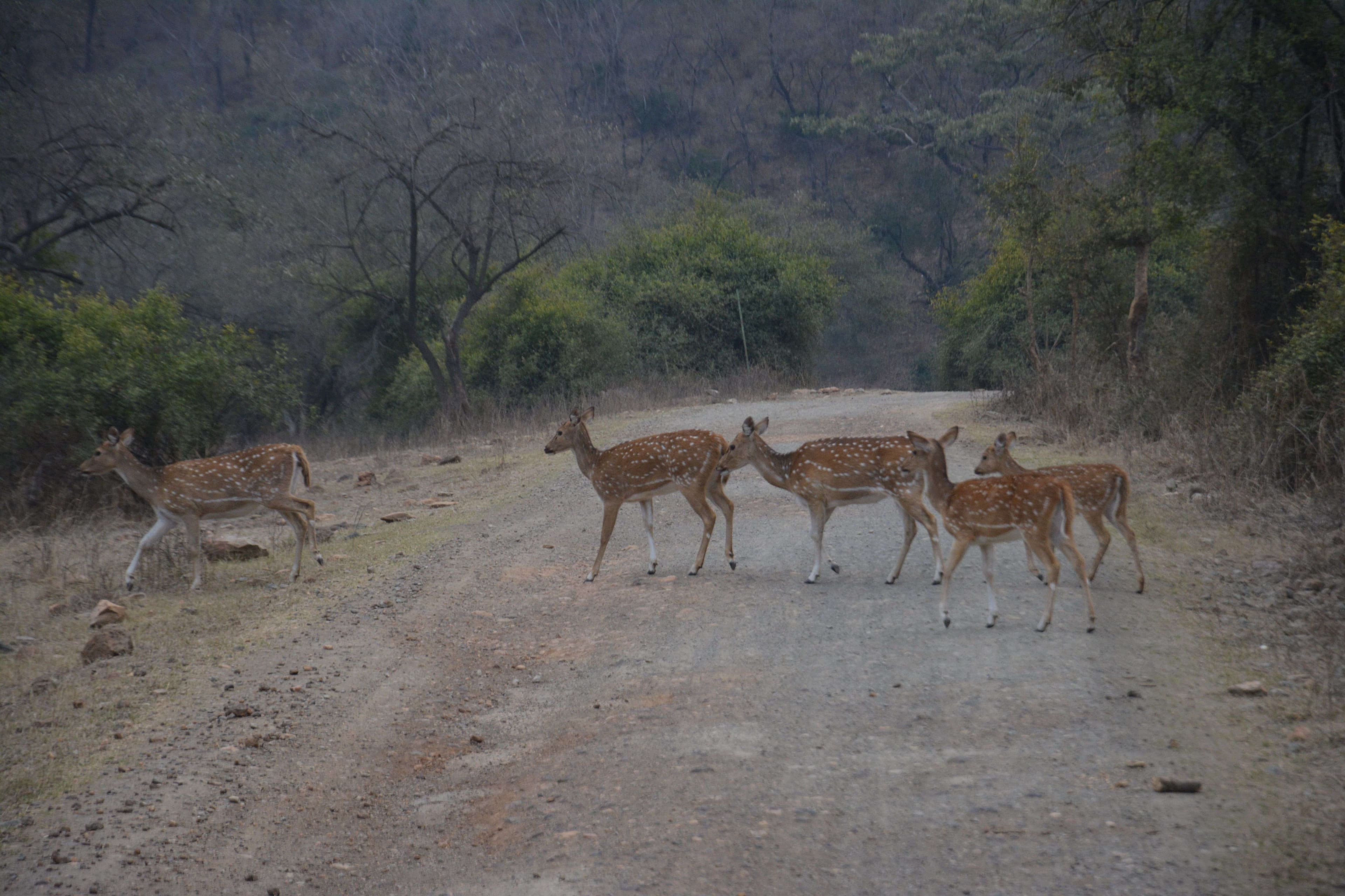 spotted deer in sariska century alwar