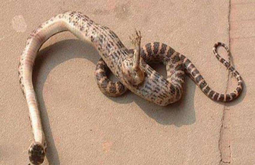 snake with feet