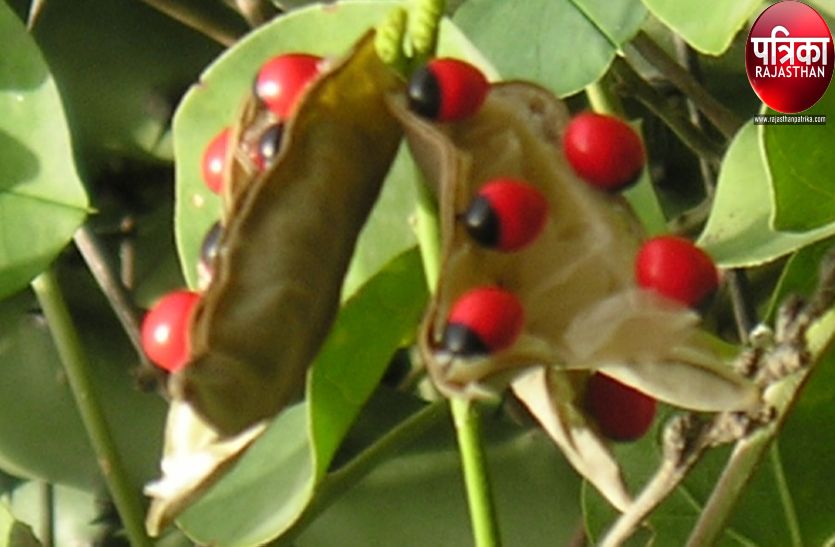 Chirmi in Kumbalgarh Wildlife Sanctuary in Pali District