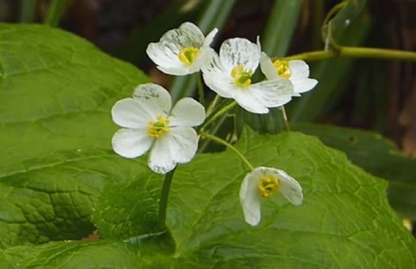 skeleton flower