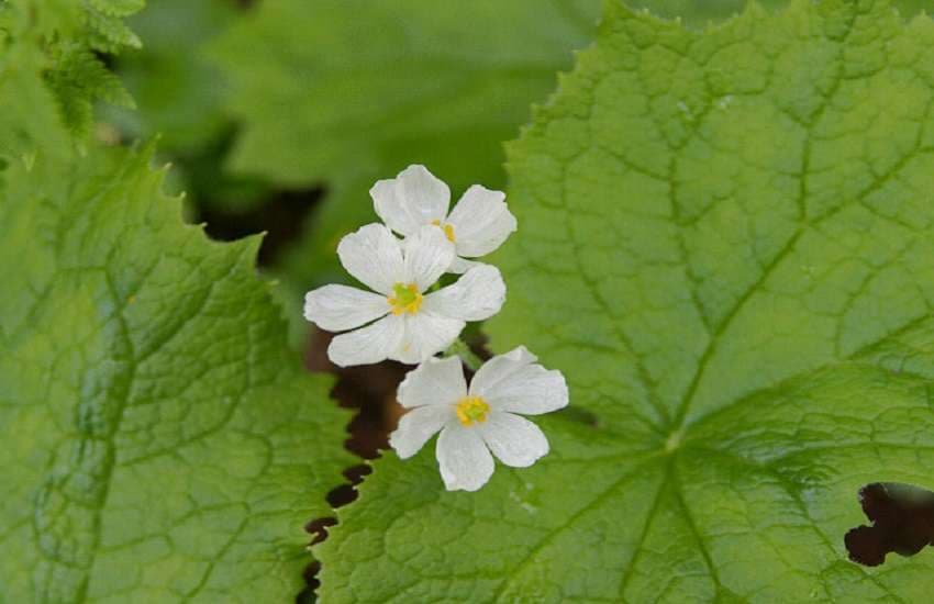 skeleton flower