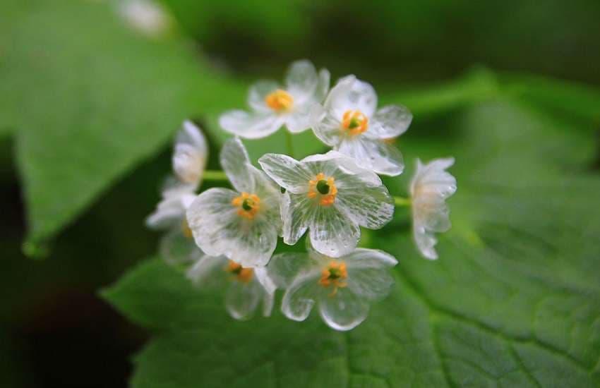 skeleton flower