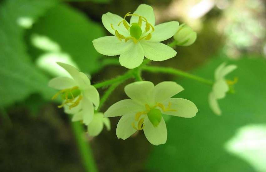 skeleton flower