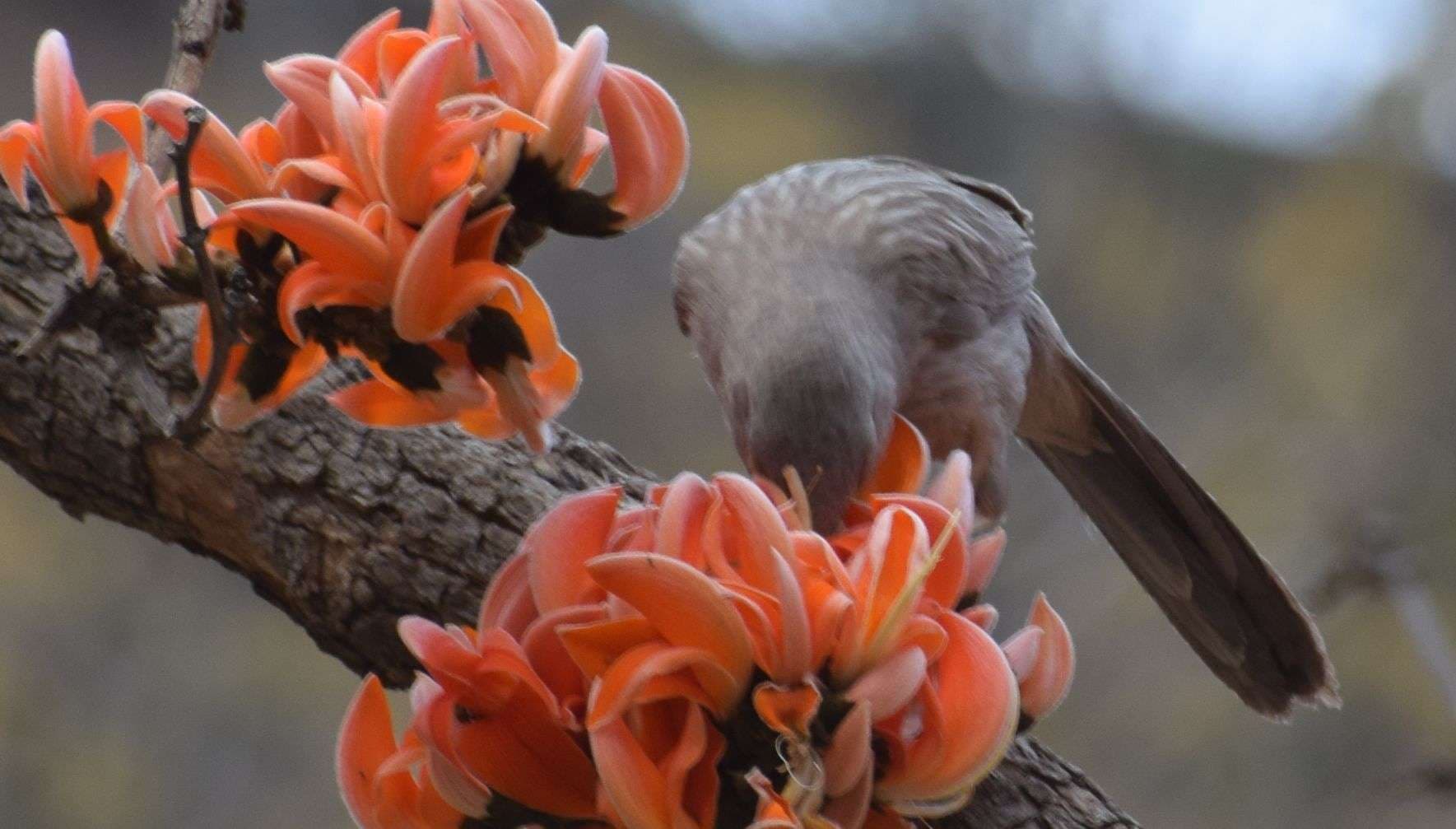 palash flowers in alwar