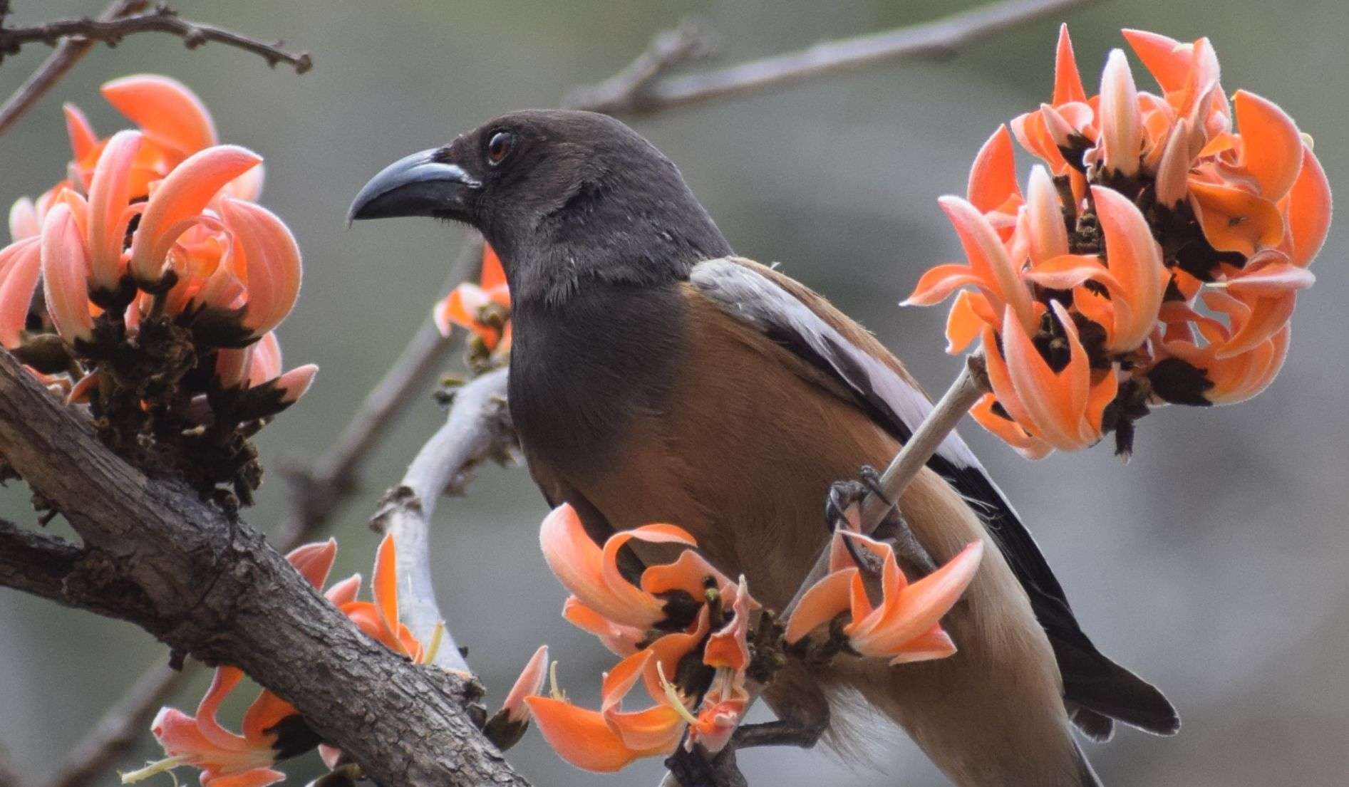 palash flowers in alwar