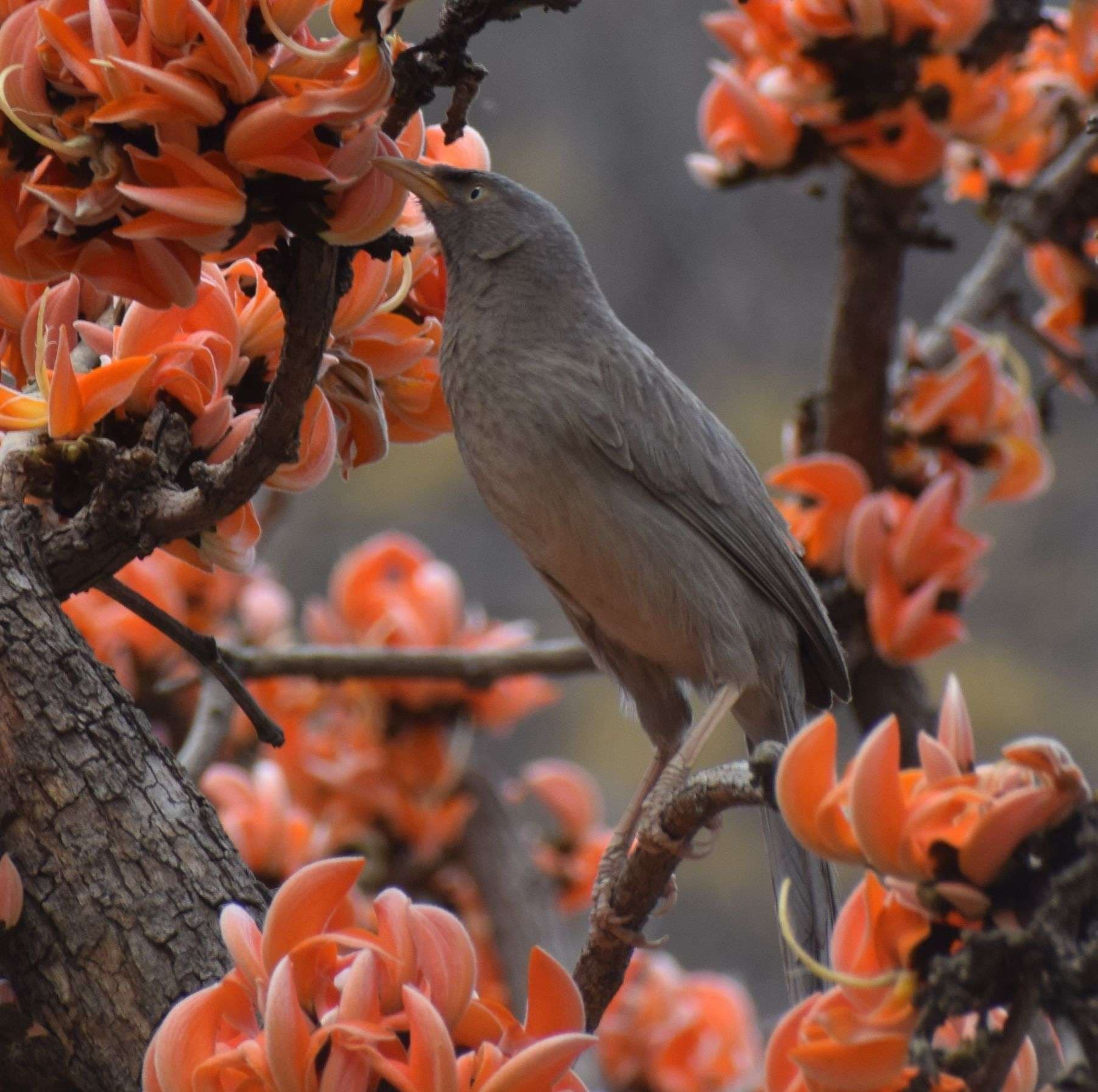 palash flowers in alwar