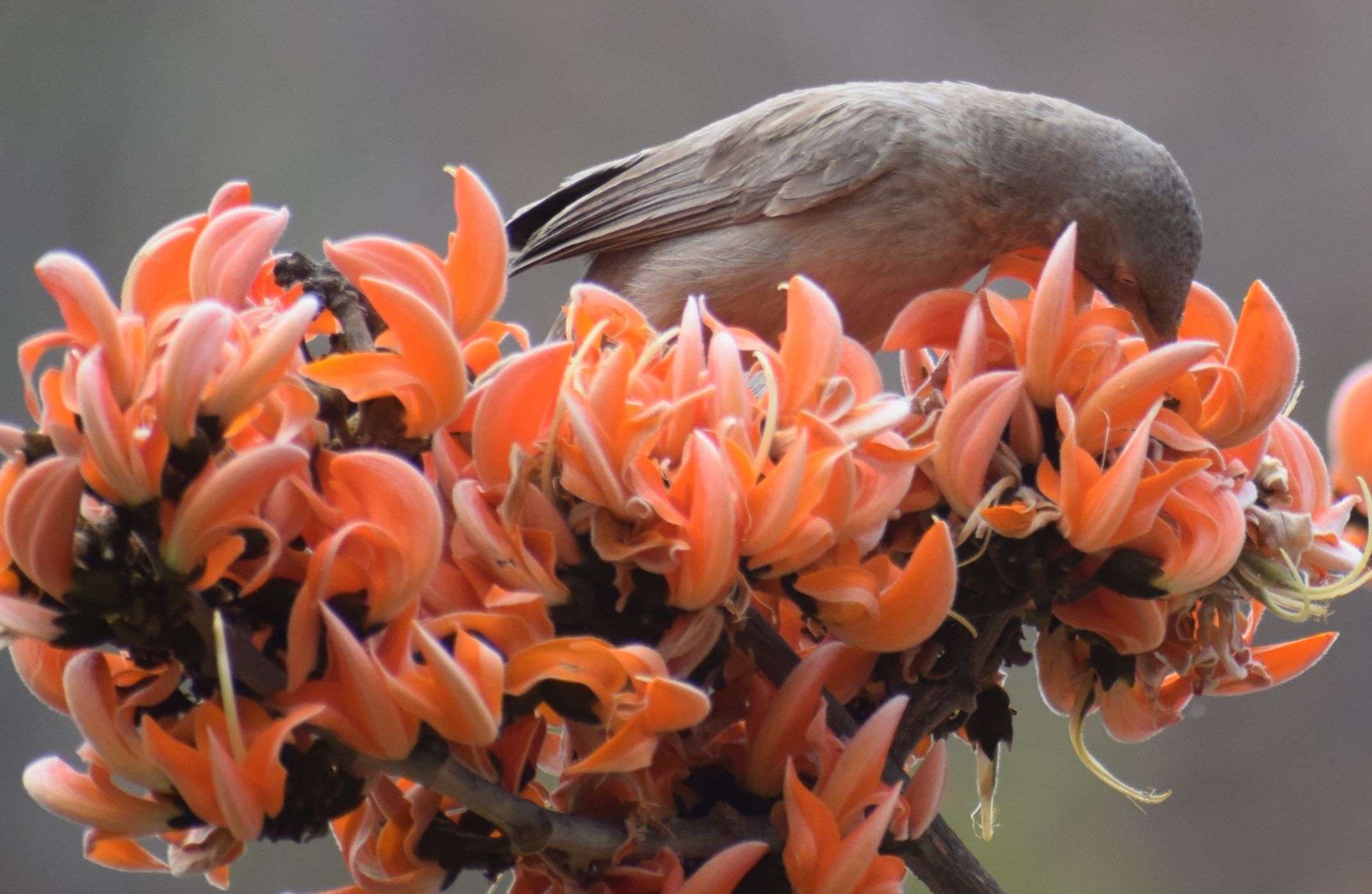 palash flowers in alwar