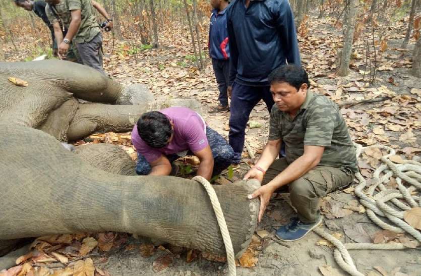 Satellite collar for Elephant Tracking