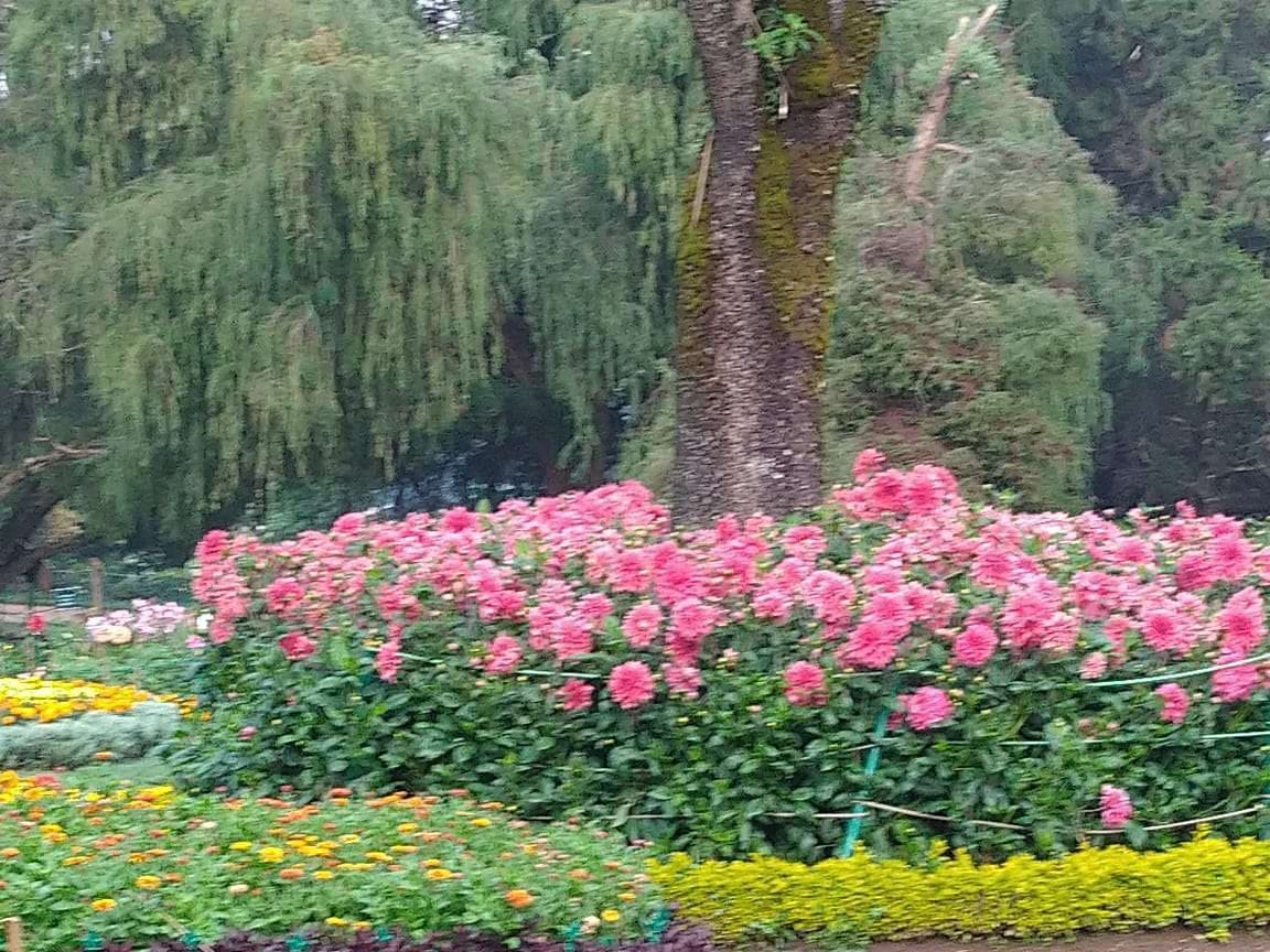 Ooty flower Show