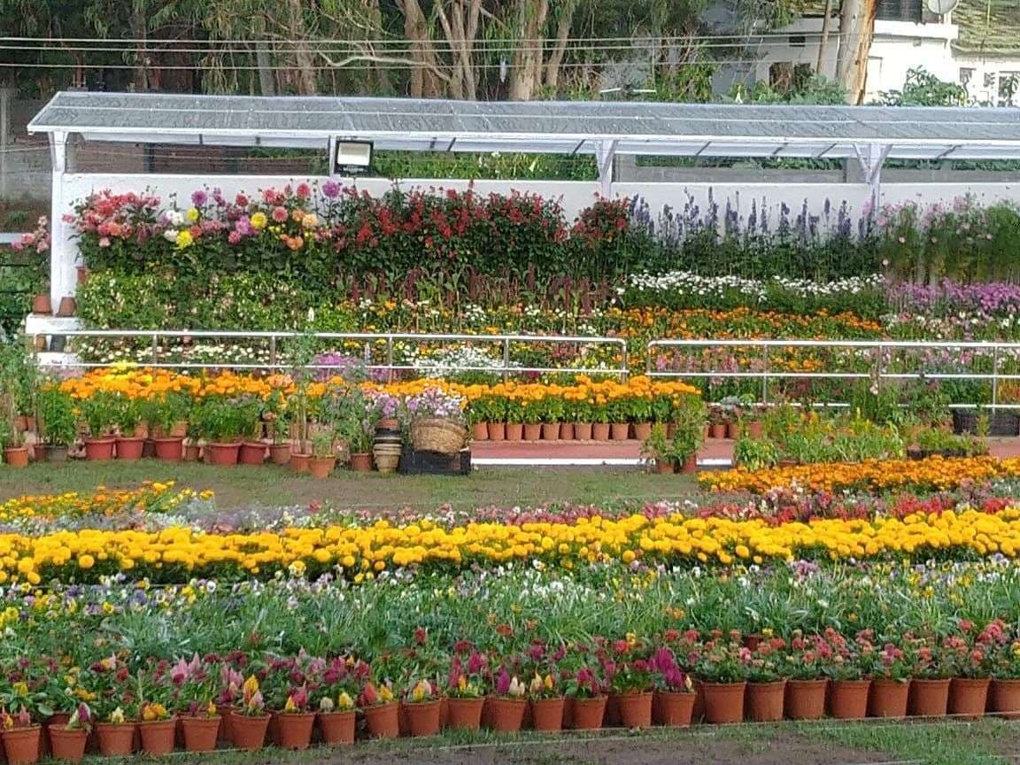 Ooty flower Show