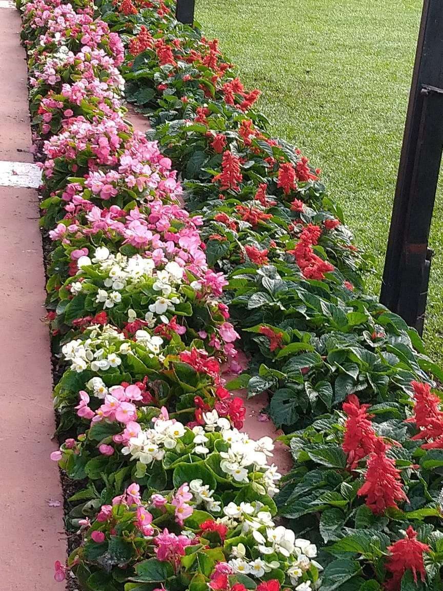 Ooty flower Show