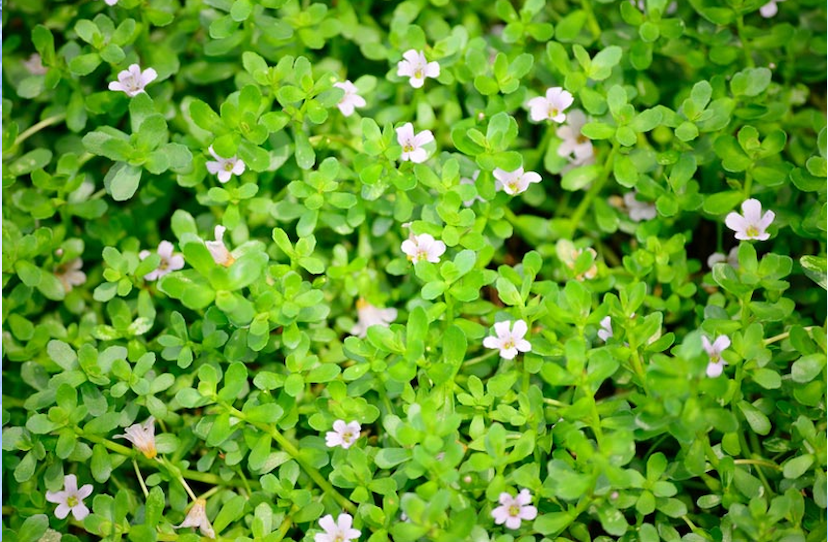 brahmi-is-useful-in-mental-illness