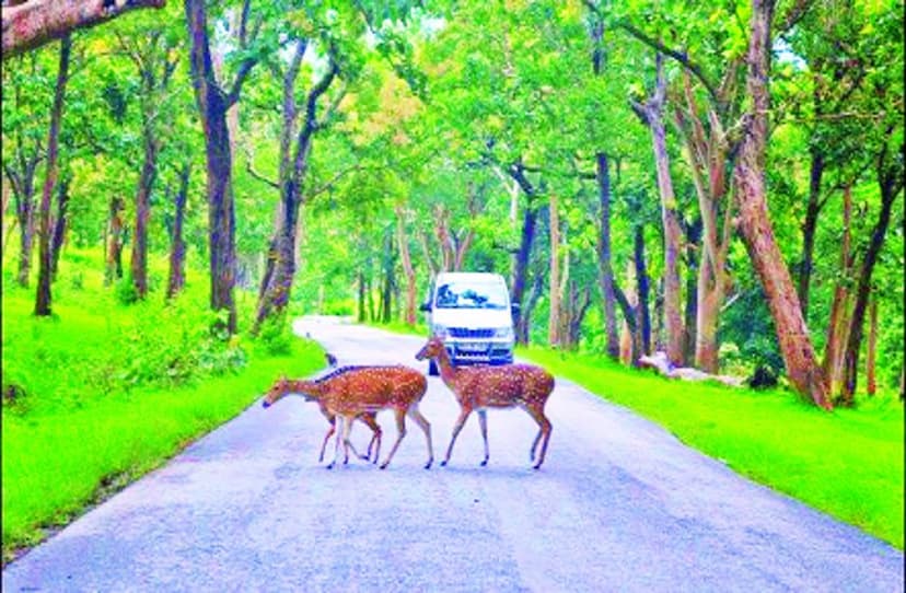 जंगल में वाहन से गुजरना होगा महंगा