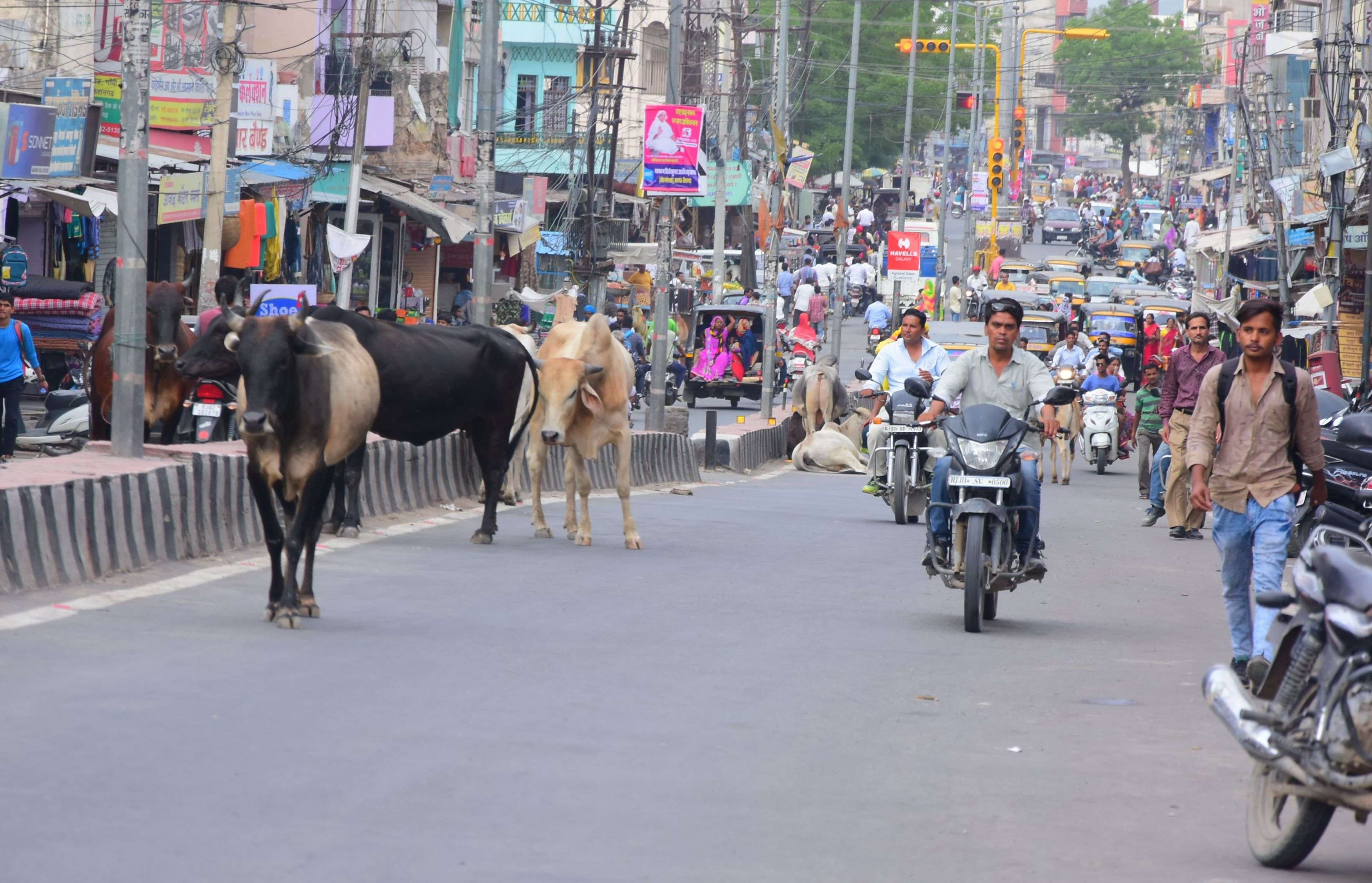 The gathering of unclaimed animals on the main road of Kishangarh