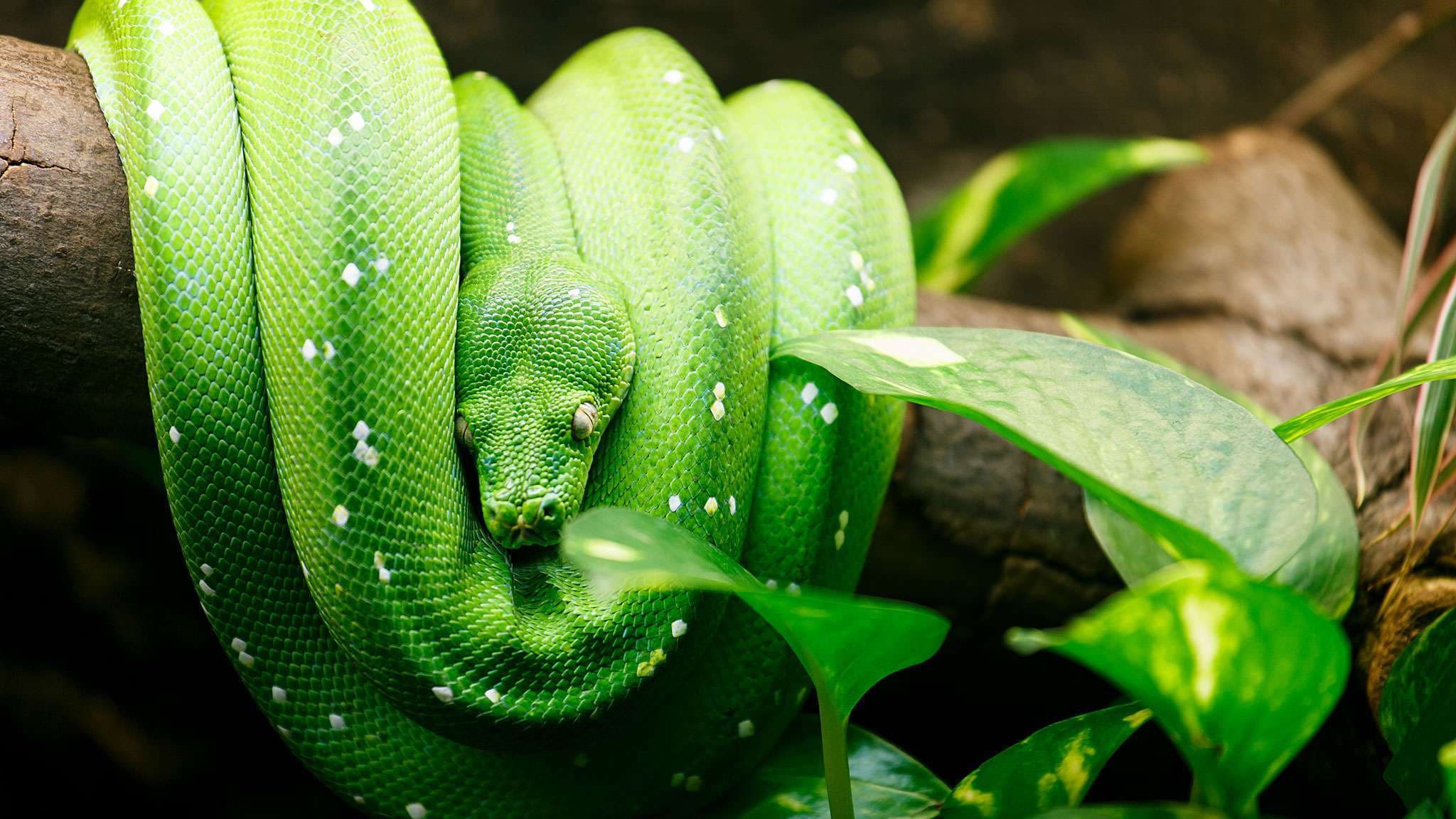 green tree snake Indonesia 